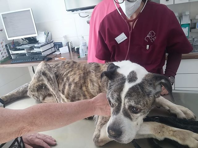 Hundekot und -Urin tropfte von Balkon: Abgemagerte Hündin Cica wird gerettet – Hilfe kam leider zu spät