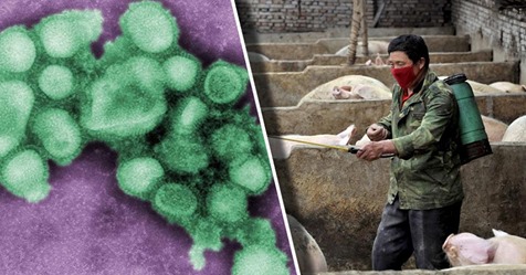 Auf Mensch übergesprungen: Neue Pandemie Gefahr aus China durch Schweinevirus