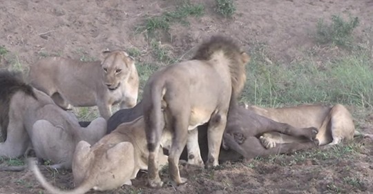 Löwen erlegen Büffel   als die Raubtiere sich streiten, nutzt der die Gunst der Stunde