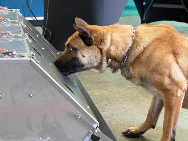Sprengstoff  und Minenspürhunde Corona Schnüffler: Mit besonderem Training werden Bundeswehr Hunde zu Virus Detektiven