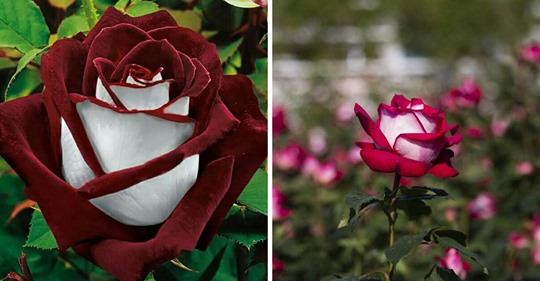 Seltene Rose mit sowohl roten als auch weißen Blütenblätter wird jedermanns Garten aufhellen