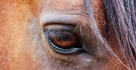 Sie kämpfte mit dem Tod Stute droht zu sterben – bis anderes Pferd ihr wieder auf die Beine hilft