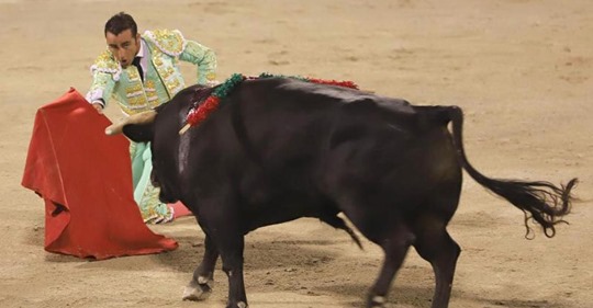 Folter ist keine Kultur Corona Schonfrist vorbei: Stierkämpfe gehen wieder los   Tierschützer sind empört