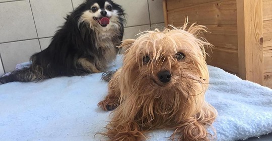 Tiere waren in  sehr dürftigem  Zustand: Zwei Hunde auf Rastplatz Pfefferhöhe ausgesetzt