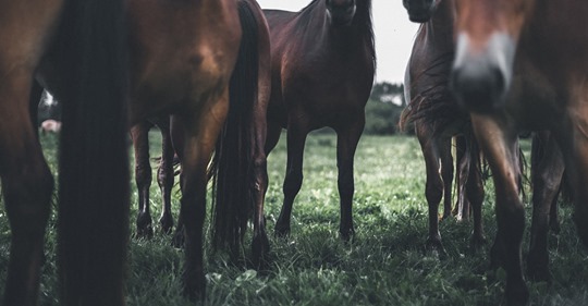 Unbekannter tötet Pony in Bayern mit Messer   auch zwei Pferde verletzt