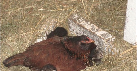 Kurioser Fund im Stall Ein Bauer denkt, seine Henne brütet – dann sieht er genauer hin