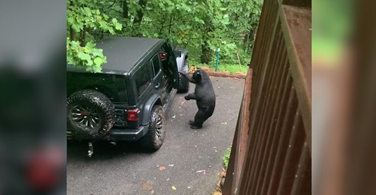 Als der Schwarzbär die Wagentür öffnet, wird der Besitzer plötzlich nervös