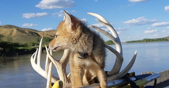 Während Rafting Tour Mann rettet Baby Kojote vor dem Ertrinken