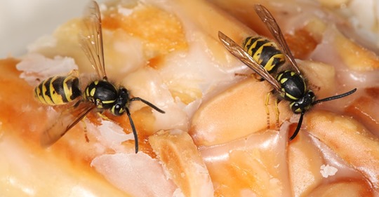 Wespen vertreiben Wie man die fliegenden Plagegeister wirklich loswird