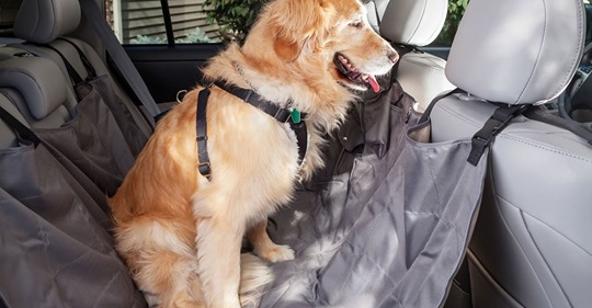 Bei 35 Grad Außentemperatur Besitzer war einkaufen: Passant rettet Hund aus Hitze Auto