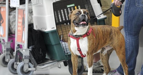 Boxermischling Bella  totAuf Hundewiese in Witten: Mann ersticht bei Kampf zweier Hunde fremdes Tier