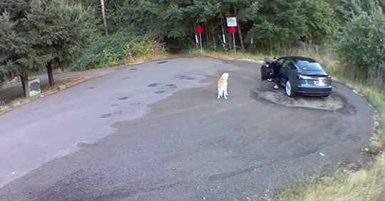 Polizei bittet um Hilfe Frau setzt alten Hund auf verlassenem Parkplatz aus – und fährt weg!