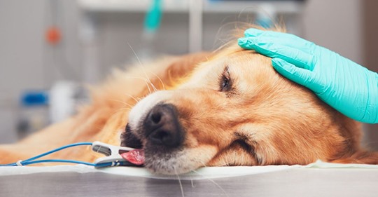 Ein sinnloser Tod  Ihr Vierbeiner musste sterben: Hundebesitzerin warnt vor Tau Spielzeug