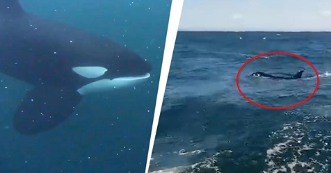 Ungewöhnliche Häufung Orcas greifen Segelschiffe an