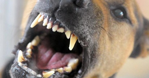 Fahndung in Nordrhein WestfalenTödliche Attacke: Kampfhund zerfetzt spielenden Terrier   Polizei warnt Anwohner!