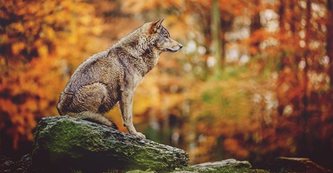 Immer mehr Wolfsrudel in Deutschland: Jäger sehen Handlungsbedarf