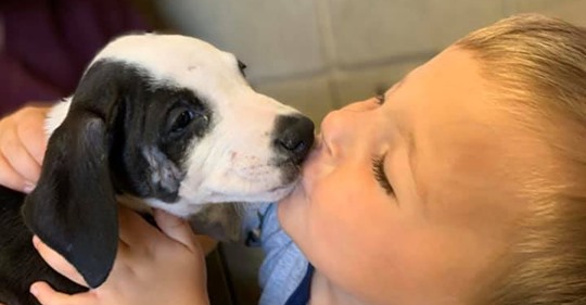 Besondere Freundschaft Zweijähriger adoptiert Hundewelpen mit gleichem Geburtsdefekt
