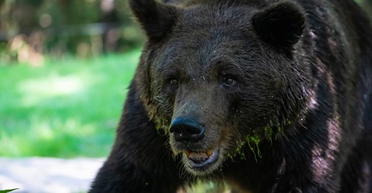 In ShanghaiDrama im Wildtier Park: Bär zerfleischt Zoo Mitarbeiter vor Augen von Touristen