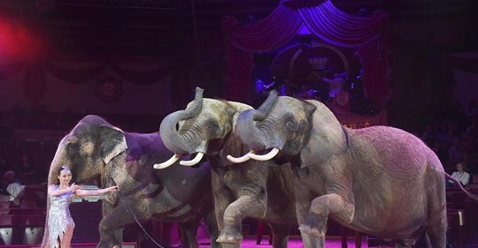 Wildtiere gehören nicht in Manege: Zeit von Giraffen und Elefanten im Zirkus soll enden