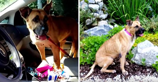 Frau fragt Tierheim nach ältestem, am meisten vernachlässigten Hund und geht schließlich mit zwei Hunden nach Hause