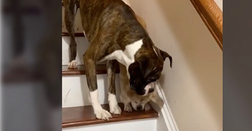 Süße Aufnahmen Hund hilft blinder Hundefreundin die Treppe herunter