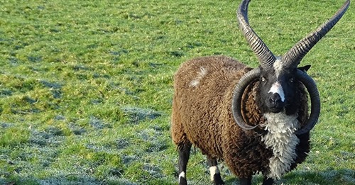 Gen MutationSeltsame Anomalie: Rätsel um vierhornige Ziegen und Schafe gelöst