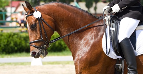 „Virus ist sehr aggressiv“: Drei deutsche Pferde in Valencia an Herpes gestorben