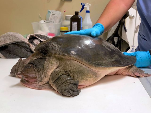 Tierärzte leben das Leben einer schwangeren Schildkröte – sie war von Auto angefahren worden
