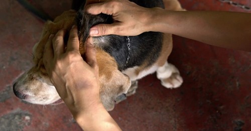 So viele Fälle wie   noch nie  Breitet sich weiter aus: Auwaldzecke überträgt gefährliche  Hundemalaria  auf Vierbeiner