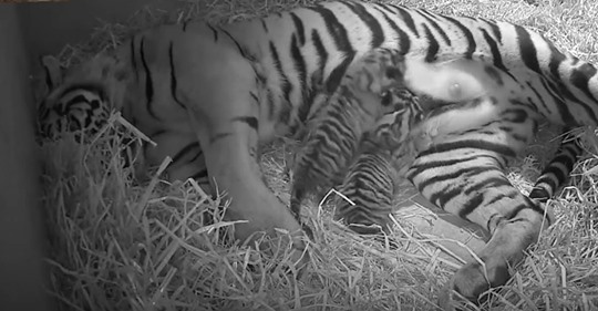 Ein gefährdeter Sumatra Tiger bringt Zwillinge in Begleitung von Tierpflegern auf die Welt