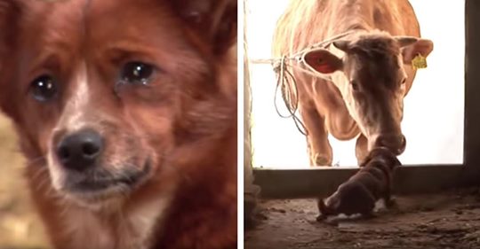 Unglücklicher Hund weint, als er von der Kuh, die ihn aufgezogen hat, getrennt wird, aber es kommt zu einem freudigen Wiedersehen