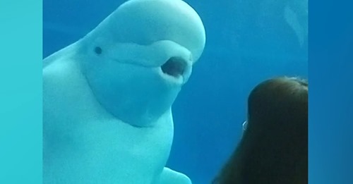Neugieriger Wal: Beluga kommt Aquariumsbesucherin nahe
