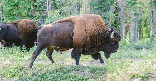 Zur PopulationskontrolleNur 12 dürfen rein: 45.000 Bewerber für Bison Jagd im Grand Canyon Nationalpark