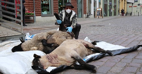 Drastische Aktion in StralsundVerzweifelter Schäfer lädt aus Protest tote Schafe in der Fußgängerzone ab