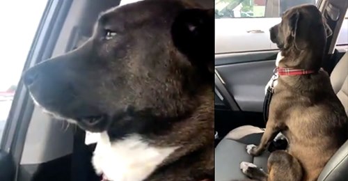 Witzige Aufnahmen Nach Zahnbehandlung beim Tierarzt: Hund zeigt Besitzern kalte Schulter