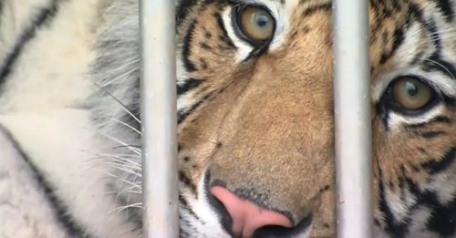 Es fehlte jede Spur Heimlich herumgereicht: Polizei in Houston sucht tagelang nach vermisstem Tiger