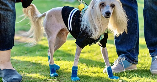 TierquälereiSchuhe für Hundepfoten: Wenn Influencer Tierleid in Kauf nehmen