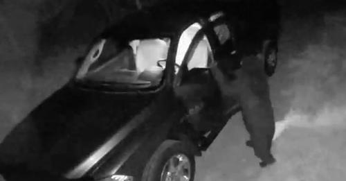 In den USAReihenweise Autos geknackt: Polizei ermittelt geschickten Schwarzbären als  Täter 