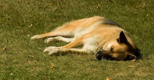 Tierretter mit großem Herz Hund erlitt Hitzschlag: Parkhüter trägt Schäferhund mehrere Kilometer auf seinen Schultern in Sicherheit