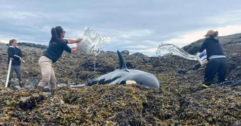 Wal strandet an Land und ist bewegungsunfähig – Freiwillige überschütten ihn mit Wasser, damit er nicht austrocknet
