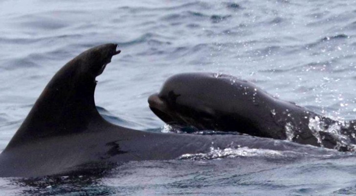 Delfinmutter adoptiert ein Walbaby und zeigt damit, dass es im Tierreich keine Unterschiede gibt
