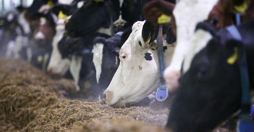 Wissenschaftler bringen Kühen bei, auf Toilette zu gehen   für den Klimaschutz
