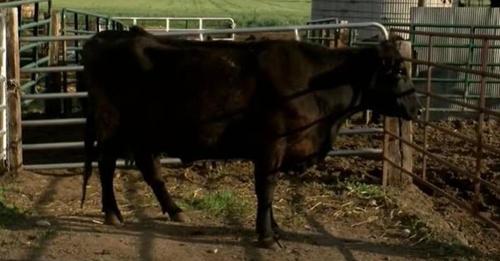 Kuh bringt äußerst seltene Kälber zur Welt