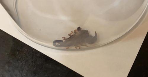 Nach Einkauf liegt in Tanjas Bad ein Skorpion, der sogar den Kammerjäger abschreckt