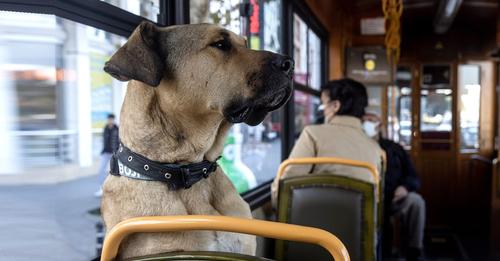 Istanbuls berühmtester Pendler Straßenhund Boji ist täglich alleine mit Tram und U Bahn unterwegs – und mittlerweile ein Star