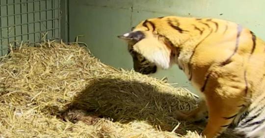 Dieser Tigermutter hatte eine Totgeburt, aber als ihre Instinkte einsetzen, verdutzte sie damit die Pfleger