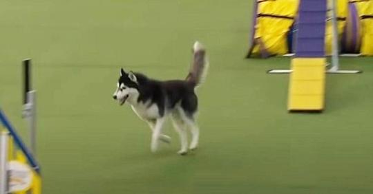 Hund verlässt den Kurs beim Hinderniswettbewerb und bringt alle zum Lachen