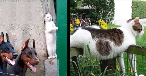 Geniale Katzenbilder, um Ihre Lachmuskeln zu trainieren!