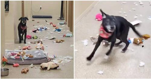 Hund bricht im Tierheim aus seinem Zwinger aus und veranstaltet Spielzeug-Party