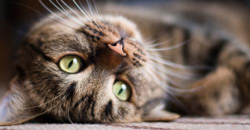 5 Dinge, die deine Katze nur für dich macht, aber du bemerkst es nicht